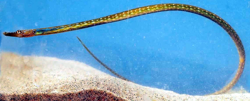 Nerophis ophidion_06.jpg